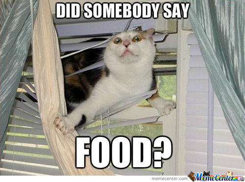 food-cat